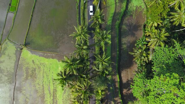 White car drives on scenic palm road next to rice paddies in Bali. Top aerial