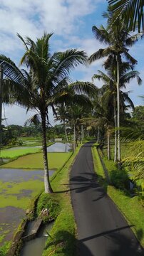 Palm tree road cutting through rice paddies near Tibumana falls. Vertical aerial