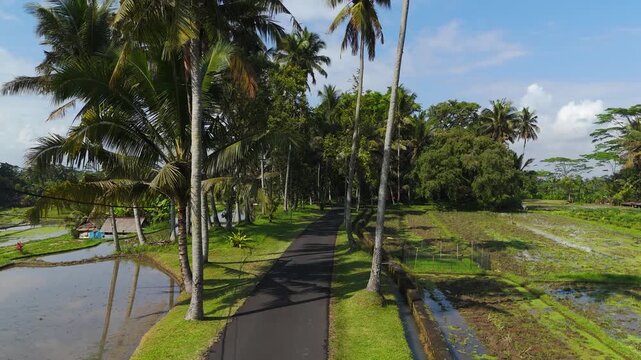 Tropical landscape of scenic palm tree road through rice paddies, aerial