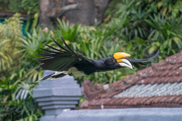 Rhinoceros hornbill bird flying with spread wings over a roof © Agus