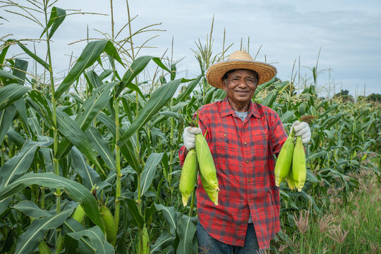 Elderly farmer wearing a straw hat and red plaid shirt holds freshly harvested ears of corn while standing in a cornfield, crop harvesting, food production