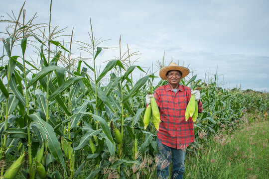 Elderly farmer wearing a straw hat and red plaid shirt holds freshly harvested ears of corn while standing in a cornfield, crop harvesting, food production