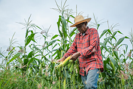 Elderly Asian farmer wearing a straw hat harvests and peels a fresh ear of corn by hand in a cornfield. Authentic rural farming activity illustrating traditional agriculture.