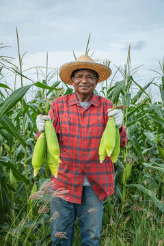 Elderly farmer wearing a straw hat and red plaid shirt holds freshly harvested ears of corn while standing in a cornfield, crop harvesting, food production