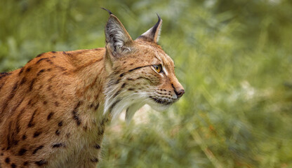 The Eurasian lynx (Lynx lynx) in the forest. © Andrei Armiagov