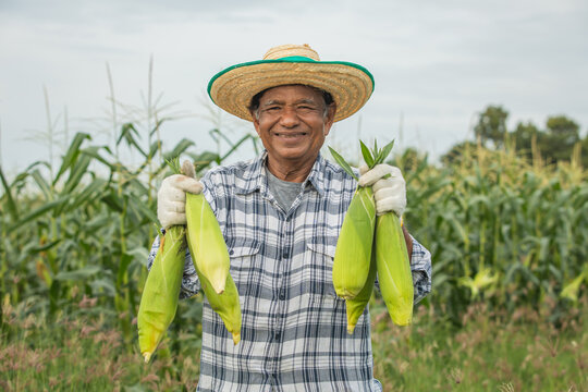 Elderly farmer wearing a straw hat and holding corn in hand, looks at the camera with a wide happy smile, against backdrop of a cornfield.