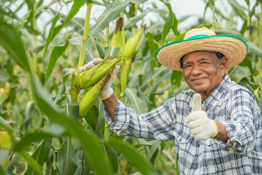 Elderly Asian farmer smiles and gives a thumbs-up while inspecting the corn before harvest in cornfield.