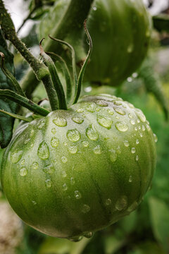 Green Unripe Tomato with Water Droplets Growing on Vine.