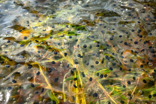 Frog spawn in shallow pond water with jelly egg clusters and dark embryos.