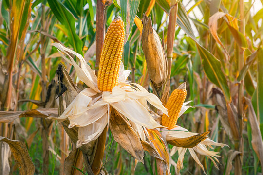 Food production, vibrant golden corn cobs still on the plant in a lush agricultural field conveying abundance and healthy growth, selective focus of corn.
