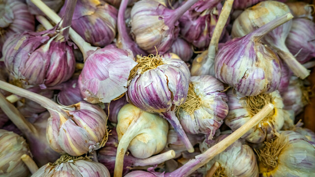 Fresh garlic bulbs background texture.
