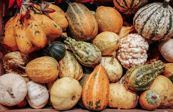 Pile pumpkins of various colors and sizes.