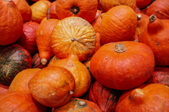 Close-up full frame background of many fresh ripe orange red pumpkins with natural texture and imperfections, autumn harvest and fall season market concept