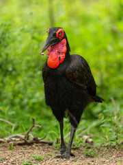 Southern ground hornbill standing in lush green vegetation while carrying an insect in its large beak © Lucas Hiesel