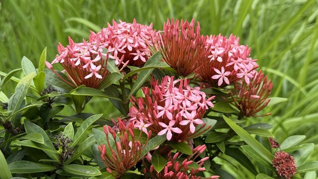 A beautiful cluster of pink ixora flowers flourishes among green leaves