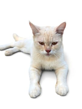 A cream colored cat resting and looking at the camera on white background