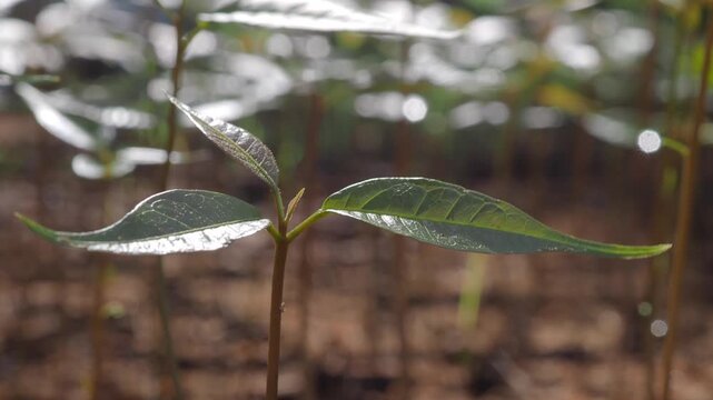 Mahogany seedlings grown in black nursery bags filled with soil and organic mulch in a nursery.