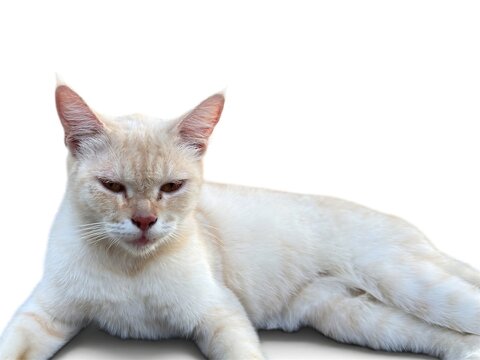 A sleepy cream colored cat is lying down on a white background