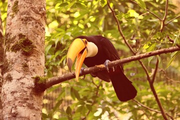 Birds of Brazil. Parque das Aves in Iguazu - common toco toucan (Ramphastos toco) bird. Retro filtered colors photo style. © Tupungato