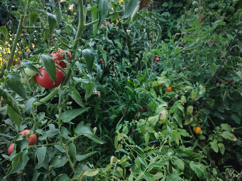 Organic farming, nobody sustainable agriculture, garden harvest, tomatoes in the garden