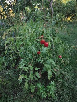 Organic farming, nobody sustainable agriculture, garden harvest, tomatoes in the garden