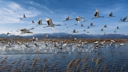Fototapeta premium Flock of Cranes Taking Flight: A magnificent flock of cranes ascends into the bright blue sky above a tranquil wetland, their wings outstretched in a graceful display of natural freedom.