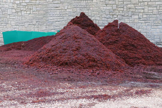 le marc de raisin avant utilisation diverse