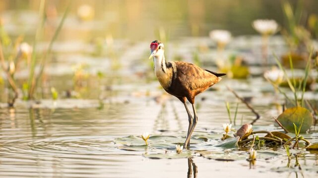 madagascar jacana close up at morning light in madagascar wetlands video