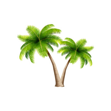 palm tree vector illustration