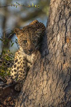 A young female leopard sitting in a tree and looking into the distance, Sabi Sand Nature Reserve.