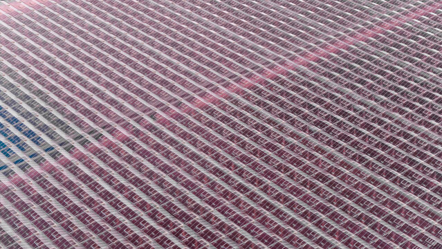 Aerial view of extensive glass greenhouses with repeating structural patterns in De Lier, South Holland, Netherlands.