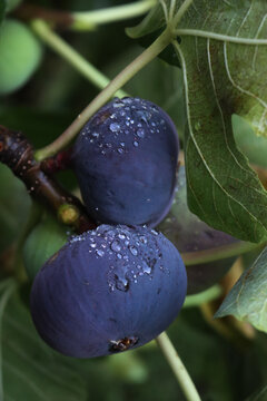 Ripe purple figs covered by rain drops on branches. Ficus carica tree on summer