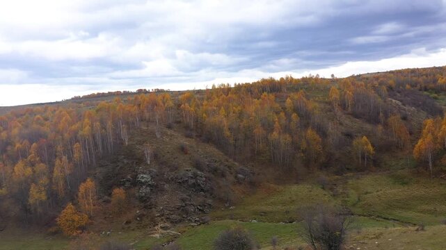 Aerial view of autumn forest canopy