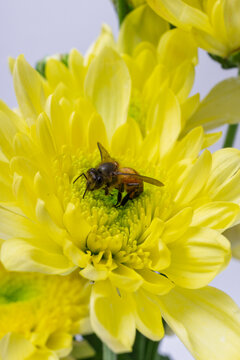 Top view macro photograph of honeybee pollinating bright yellow chrysanthemum flower