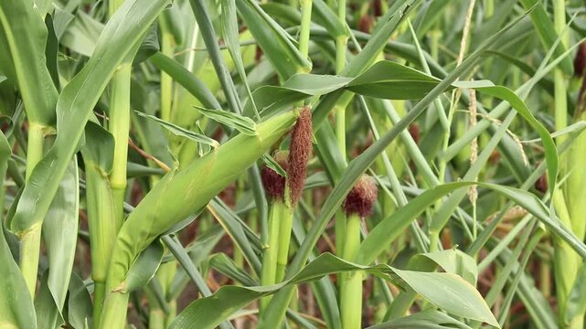 Ripe corn cob close-up on a sunny day. Green leaves of a corn plant frame the cob with dark dried stigmas. Green corn cob on a stalk in the field. Ecologically clean product, crop production concept