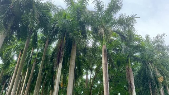 Palm Trees Viewed from Below Against Blue Sky in Shenzhen Park &ndash; Tropical Fronds and Clear Summer Sky