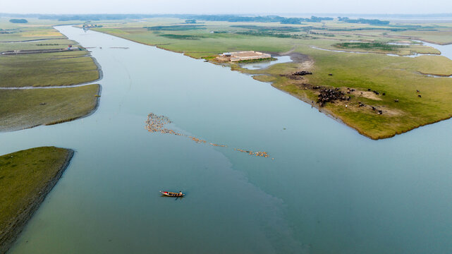 Aerial view of a small boat navigating a river in the marshy landscape with grazing cattle on the grassy banks in Bagerhat, Khulna Division, Bangladesh.
