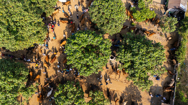 Aerial view of a bustling cattle market with people and livestock gathered under the shade of large trees in Yogyakarta, Special Region of Yogyakarta, Indonesia.