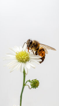 Top view macro photograph of honeybee pollinating bright yellow chrysanthemum flower