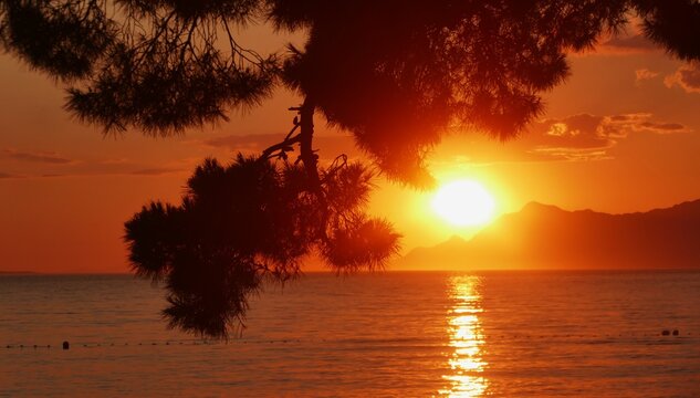Golden sunset and pine tree branch by the sea with sun light and water reflection