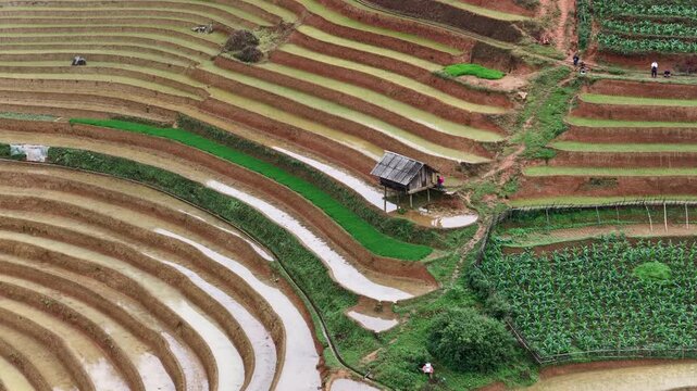 Aerial drone view of a small wooden hut nestled in flooded terraced rice fields in Mu Cang Chai Vietnam