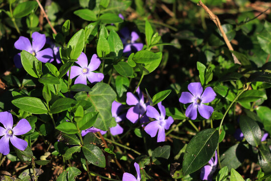Close-up of many lilac periwinkle flowers on springtime on a sunny day. Vinca minor plant 