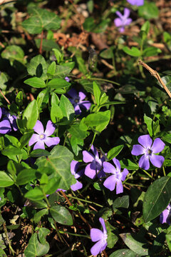 Close-up of many lilac periwinkle flowers on springtime on a sunny day. Vinca minor plant 