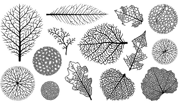 Organic Leaf Vein Lattice Botanical Texture Vector Background