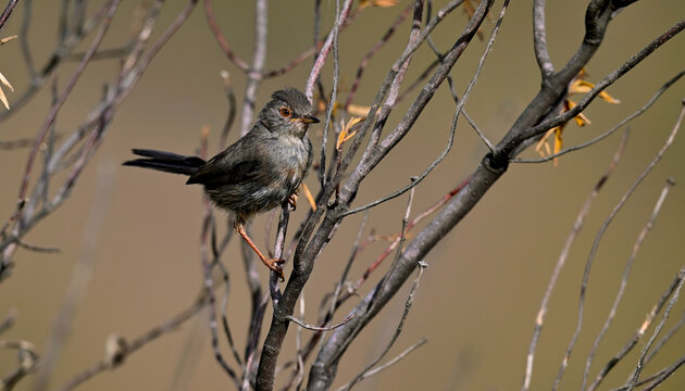 Dartford warbler - female // Provencegrasm&uuml;cke - Weibchen (Curruca undata / Sylvia undata) - National park Monfrag&uuml;e, Extremadura, Spain