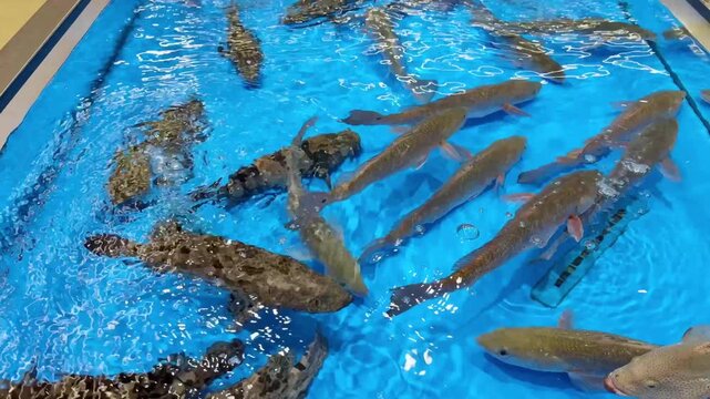Live Freshwater Fish Swimming in Supermarket Aquarium &ndash; Assorted Carp and Trout for Sale in Grocery Store Seafood Section