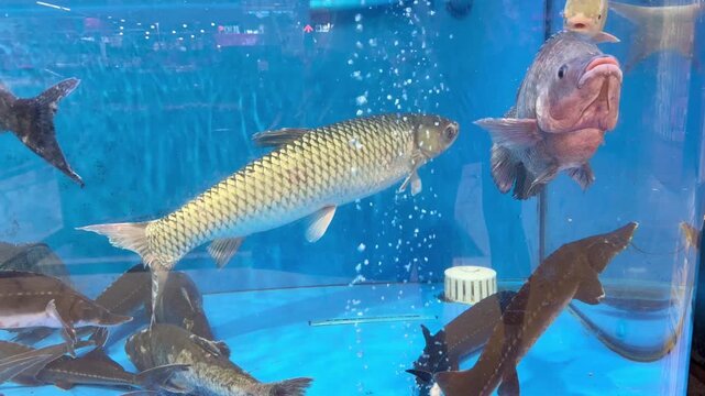Live Freshwater Fish Swimming in Supermarket Aquarium &ndash; Assorted Carp and Trout for Sale in Grocery Store Seafood Section