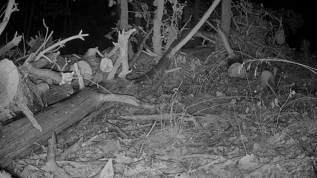 European pine marten (Martes martes), Auvergne, France.