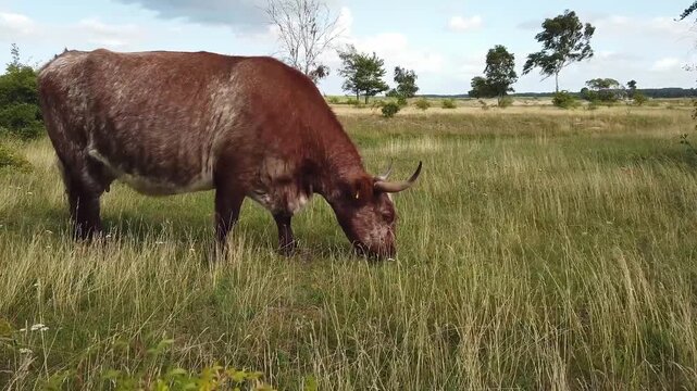 Schottisches Highlandrind  auf einer Weide nahe der Ostsee in Hohwacht