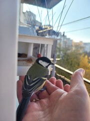 Great tit perched on a human hand near a balcony feeder. Wild bird feeding, trust, and urban wildlife care concept © Blacktown Studio